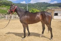 ���̴��� (KOHINOOR) ����