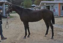 ��ũ��� (PINK GOLD) ����