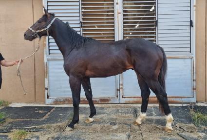 ������Ʈ���� ����