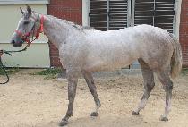 �����ְ� (SEKWANG CHOEGANG) ����