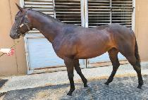 �����̼��� (SHANGHAI THUNDER) ����