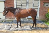 ��Ű��Ʈ (LUCKY HIT) ����