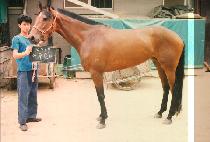 �ƿ���� (AUTOVAN) ����