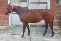 �ѳ��� (HANNAM QUEEN) ����