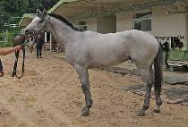 ���� (BOLLIN) ����