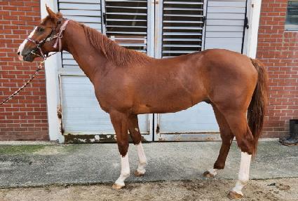 Ʈ���þǼ� ����