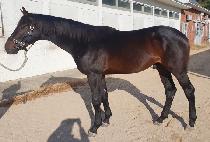 �ڳ�ű (CORNER KICK) ����