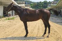 ����Ʈ���� (SMART ALPHA) ����