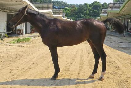 ����Ʈ���� ����