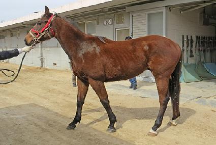 �ƽ���Ƽ ����