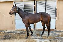 ��ī�̰� (SKY GO) ����