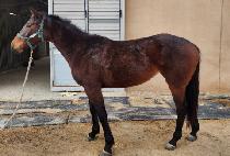 ����ȿ��� (SPECIAL ENGINE) ����