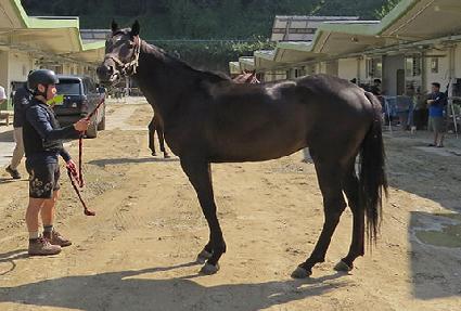 �Ｚ���� ����