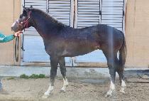 �������� (BURUI JEWANG) ����