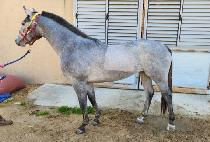 �����ε� (MOTHER ROAD) ����