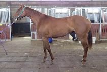 �׸���� (GREEN DEER) ����