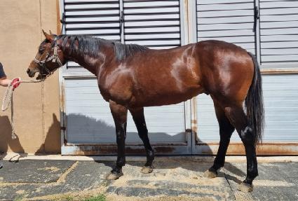 ���������� ����