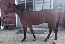 CHOEGANG FIGHTER picture