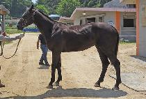 ���ǵ������ (SPEED HERO) ����