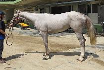 �Ƴ���� (ARNOLD QUEEN) ����