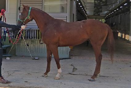 �ǿ��������� ����