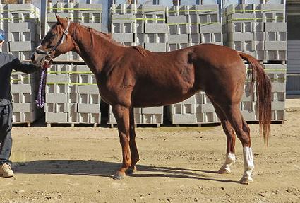 �ǿ��������� ����