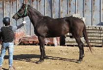 �ǿ�����ī (P N S CAR) ����