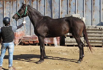 �ǿ�����ī ����