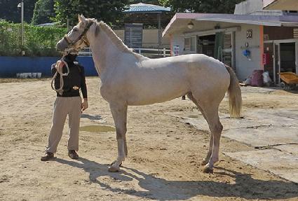 �����븶 ����