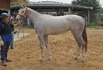 ������� (TAEPYEONG VISION) ����