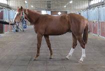 �л긶�� (HAKSAN MACHO) ����