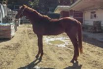 ��Ʈ��Ǭ (DIRT SPOON) ����