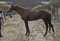 ����ʿ� (DANGDAECHOWOL) ����