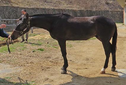 ����Ʈ�巡�� ����