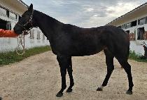 źź (TANTAN) ����