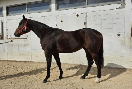 �÷���帲 ����