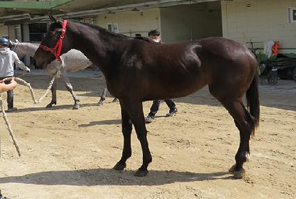 ť�ǵ�帲 ����