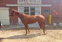 GRAND CHASER picture