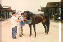 ����� (ROSE MARRI) ����