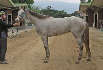 �׷��̸��� (GREY MARINE) ����