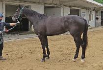 �ݾ����� (GEUMAK JINJU) ����