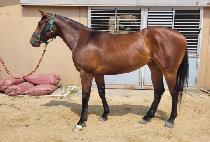 ����Ÿ (AJANTA) ����