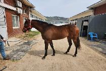 ����ǲ� (BAEKDUUI KKUM ) ����