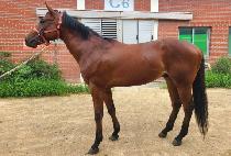 �۷θ����� (GLORY GANGSEO) ����