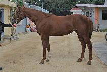 ��Ŭ�����Ƴ� ( ECLIPSE HONOR) ����