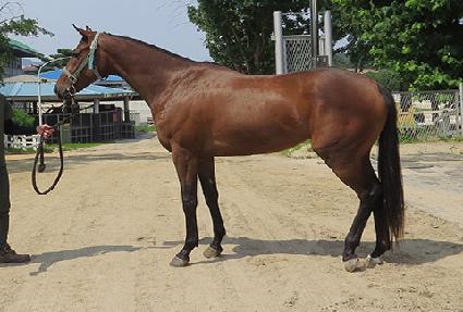 ���罺Ÿ ����