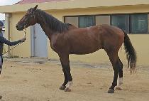 ��׸� (TONNERRE) ����