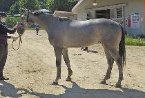 ���Ǵ�Ʈ�Ƴ� (INFINITE HONOR) ����