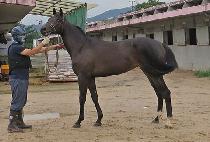 �ö���Ȧ�� (FLYING HOLLY) ����