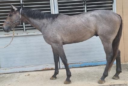 �긮���� ����